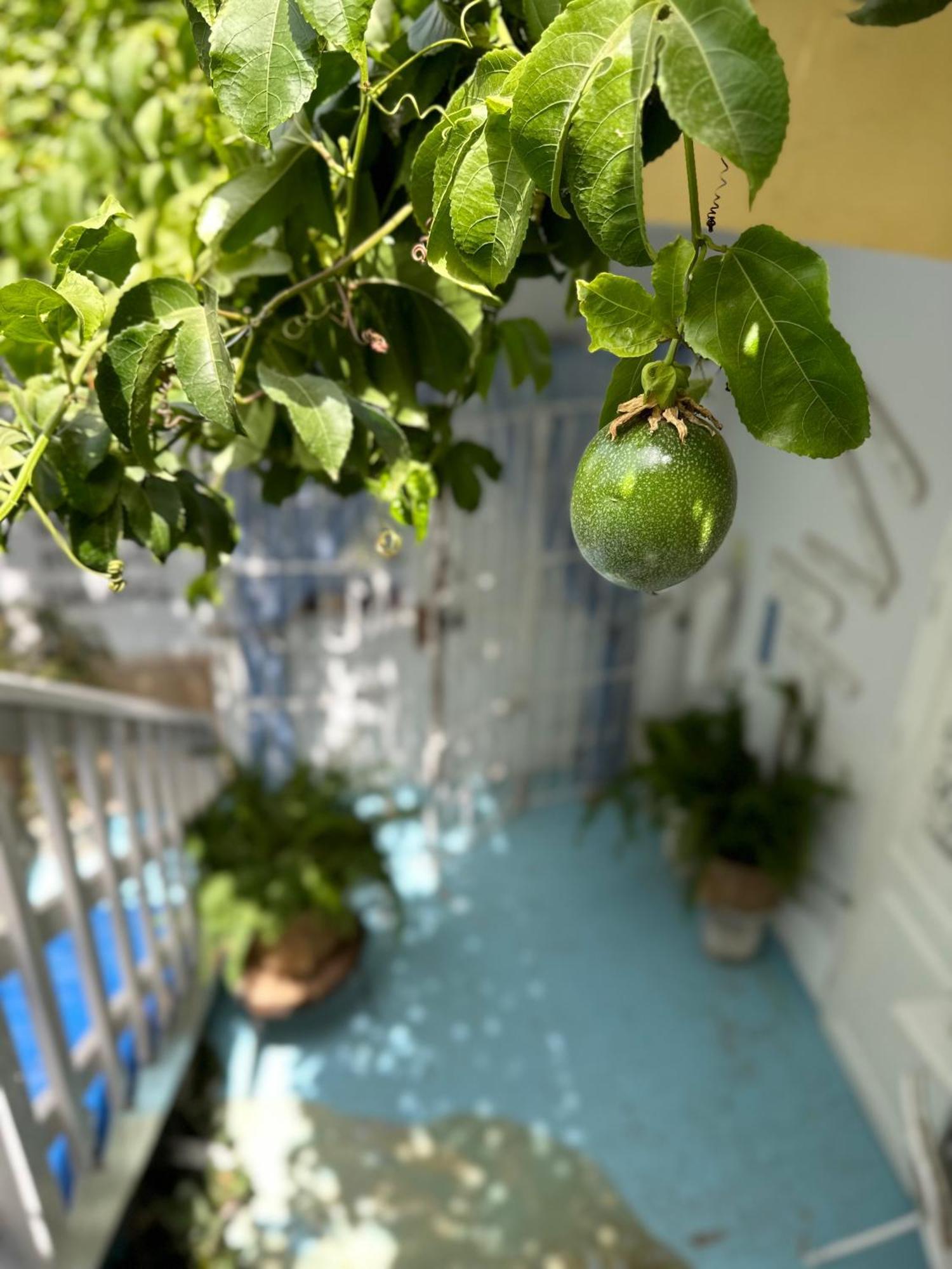 B&B Mi Ma Bo, Sal Rei, Boa Vista, Cape Verde, Free Wi-Fi Bagian luar foto