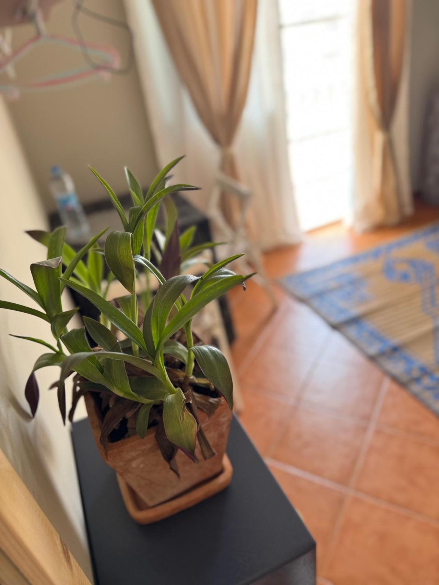 B&B Mi Ma Bo, Sal Rei, Boa Vista, Cape Verde, Free Wi-Fi Bagian luar foto